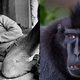 Image for article titled Let’s take another look at the enduring mystery of Ken Kesey’s LSD monkeys